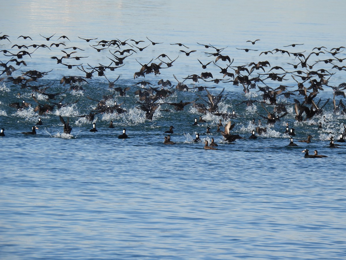 Surf Scoter - Heather Gray Toner