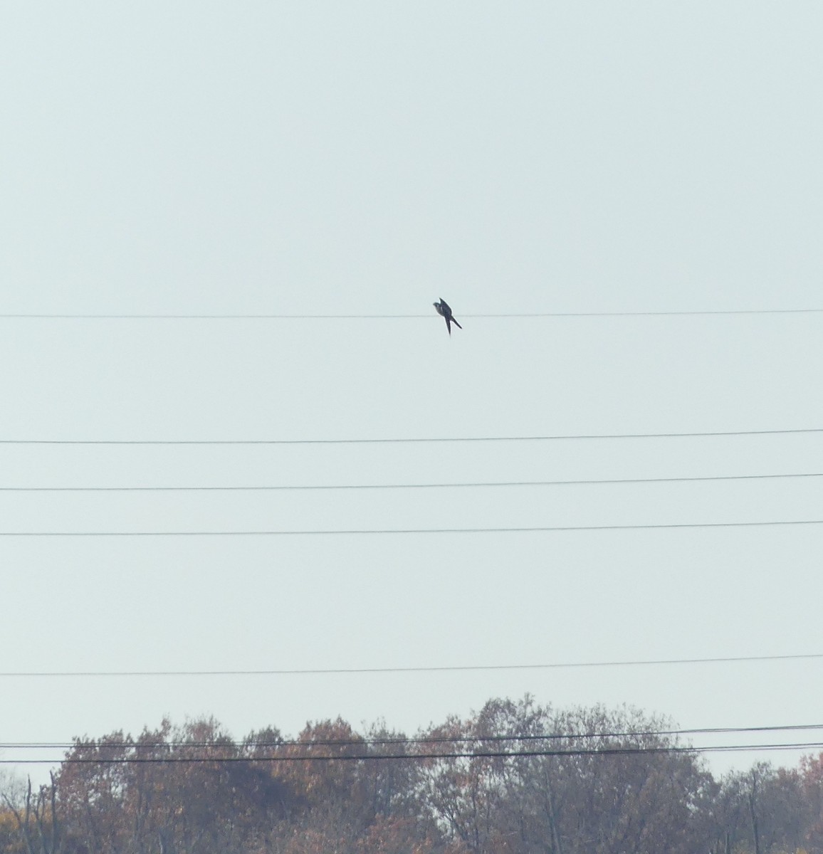 Peregrine Falcon - Leslie Sours