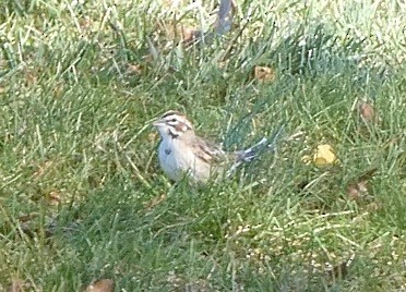 Lark Sparrow - ML610927740