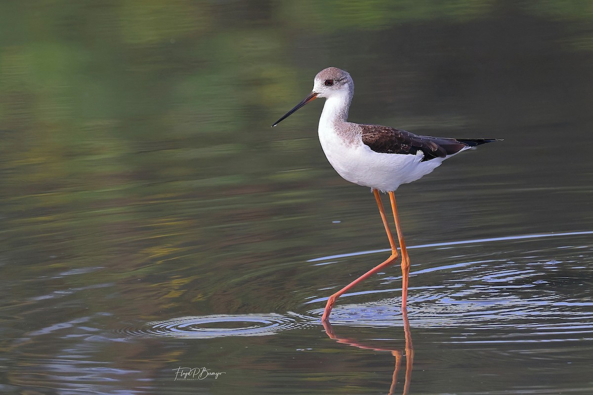 Black-winged Stilt - ML610927742