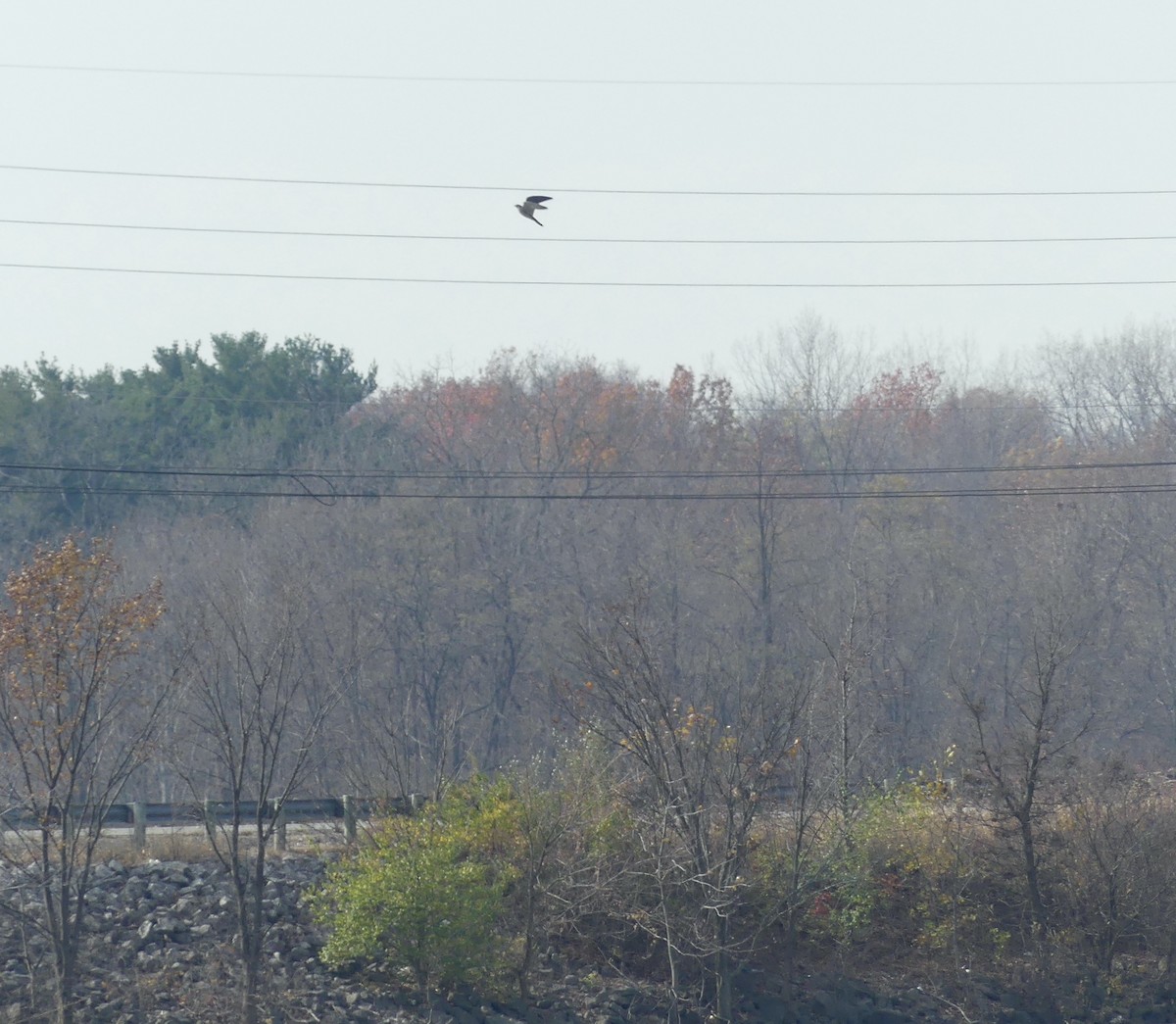 Peregrine Falcon - ML610927743