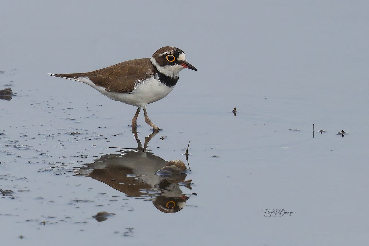 Little Ringed Plover - ML610927749