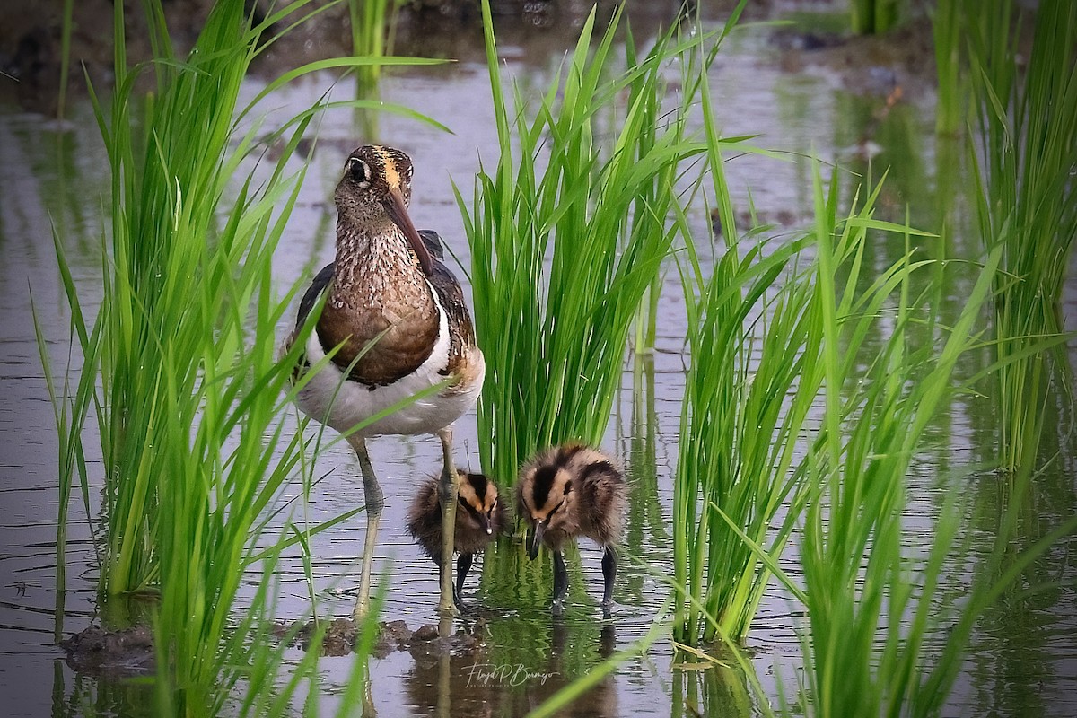 Greater Painted-Snipe - ML610927758