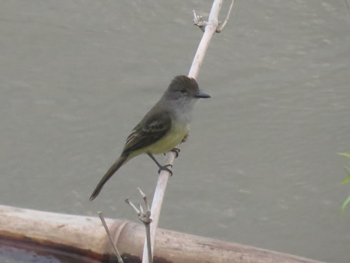 Short-crested Flycatcher - Gary Prescott