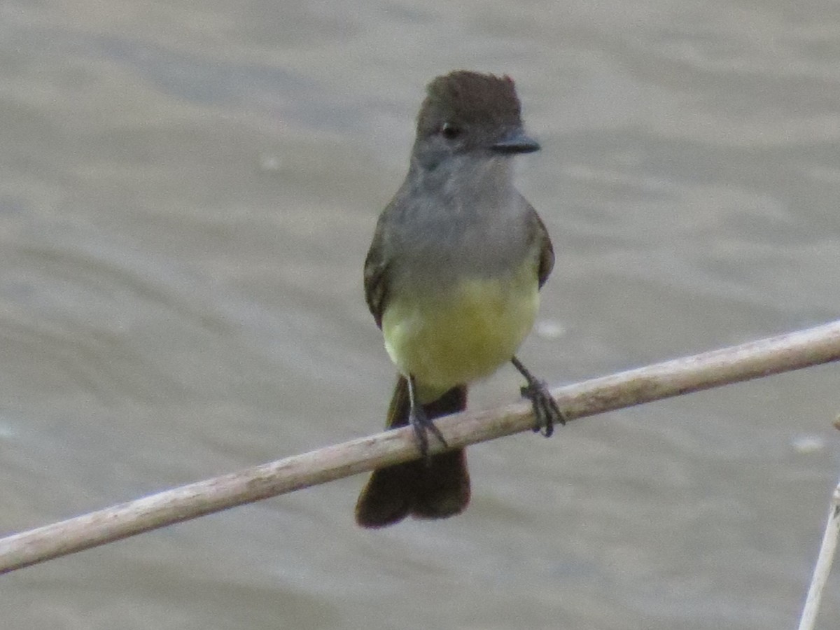 Short-crested Flycatcher - Gary Prescott