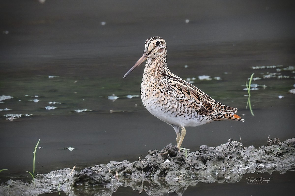 Swinhoe's Snipe - ML610927813