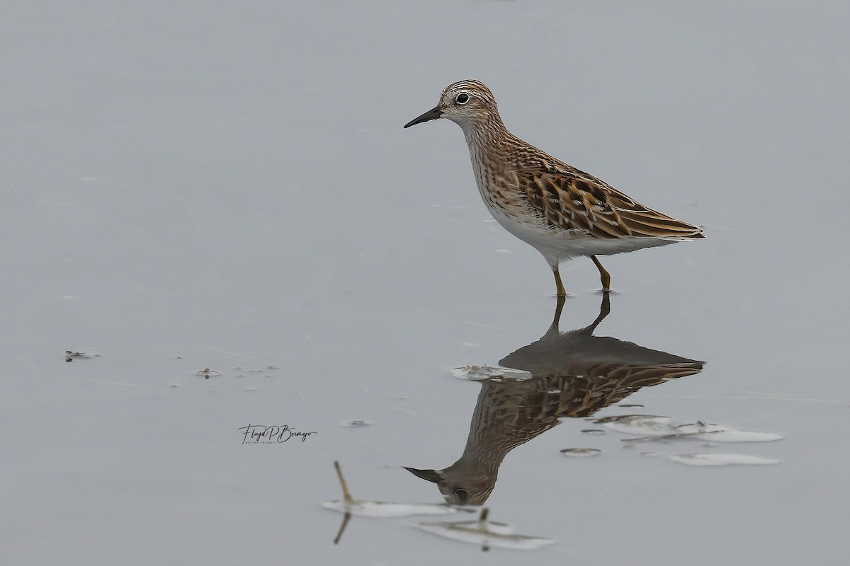 Long-toed Stint - ML610927822