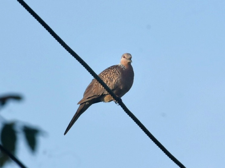 Spotted Dove - ML610927824