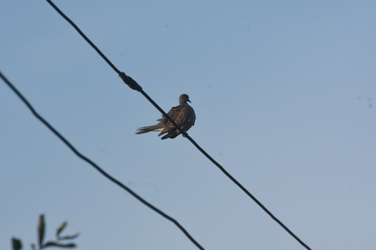 Spotted Dove - ML610927825