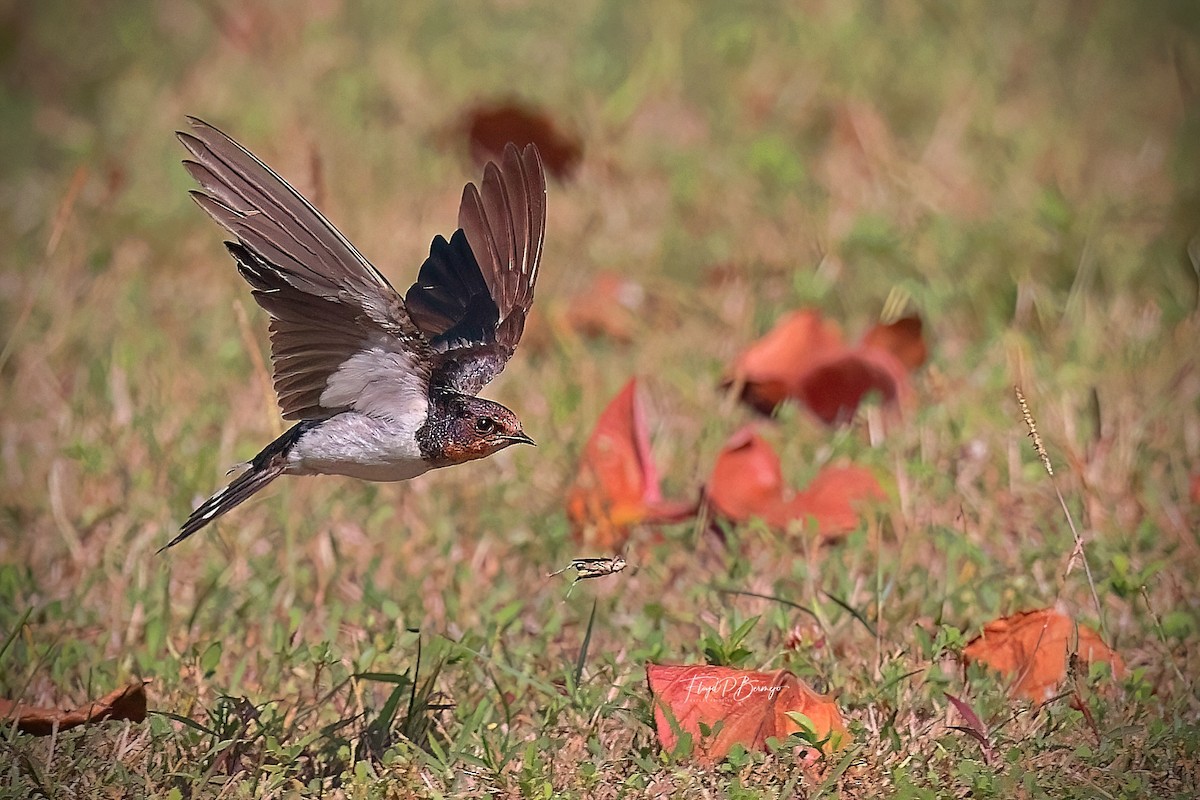 Barn Swallow - ML610927826
