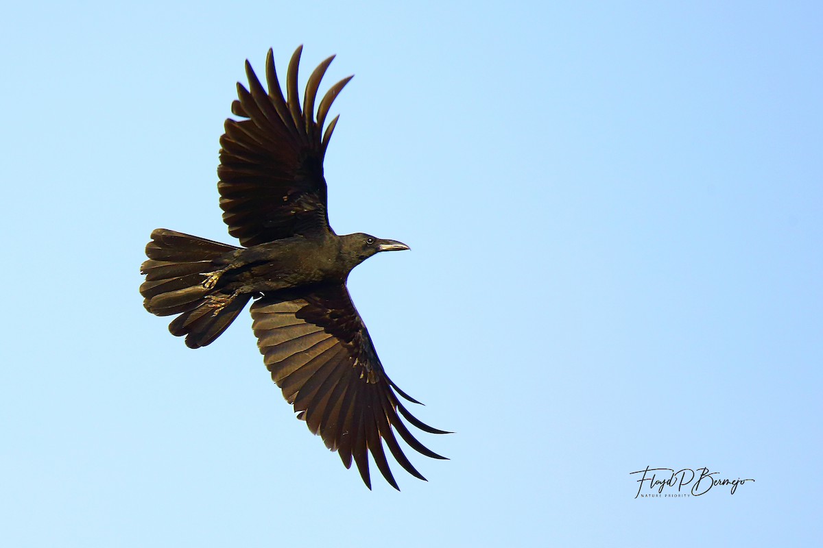 Philippine Jungle Crow - ML610927874