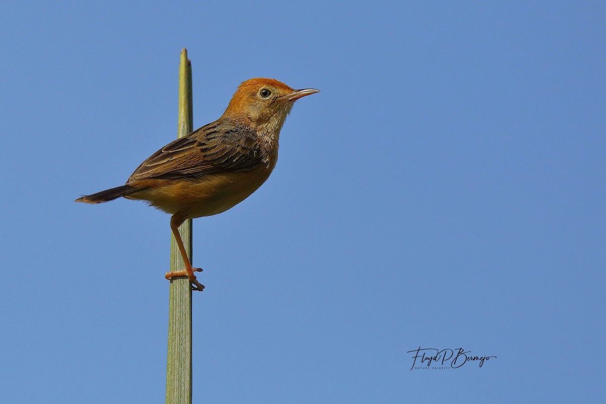 Golden-headed Cisticola - ML610927882