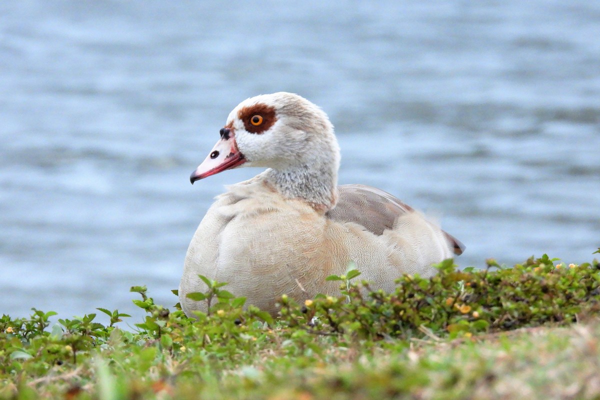 Nilgans - ML610927884