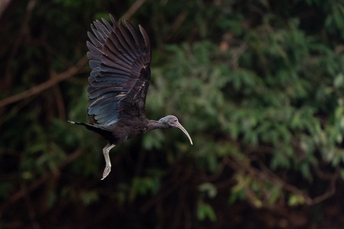 grønnakkeibis - ML610927901