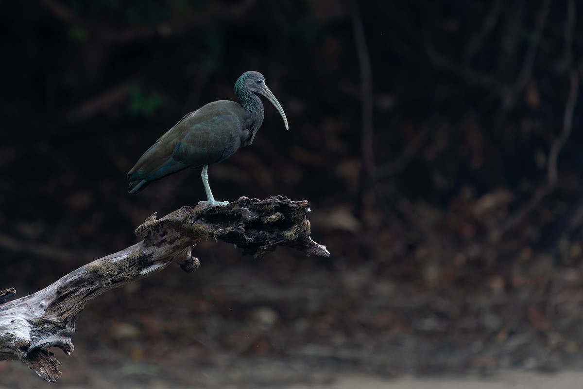 Ibis Verde - ML610927902