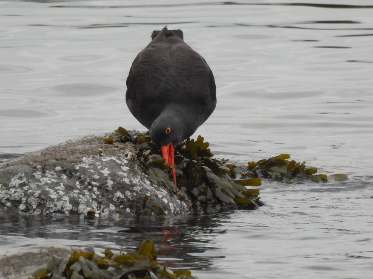 Black Oystercatcher - Heather Gray Toner