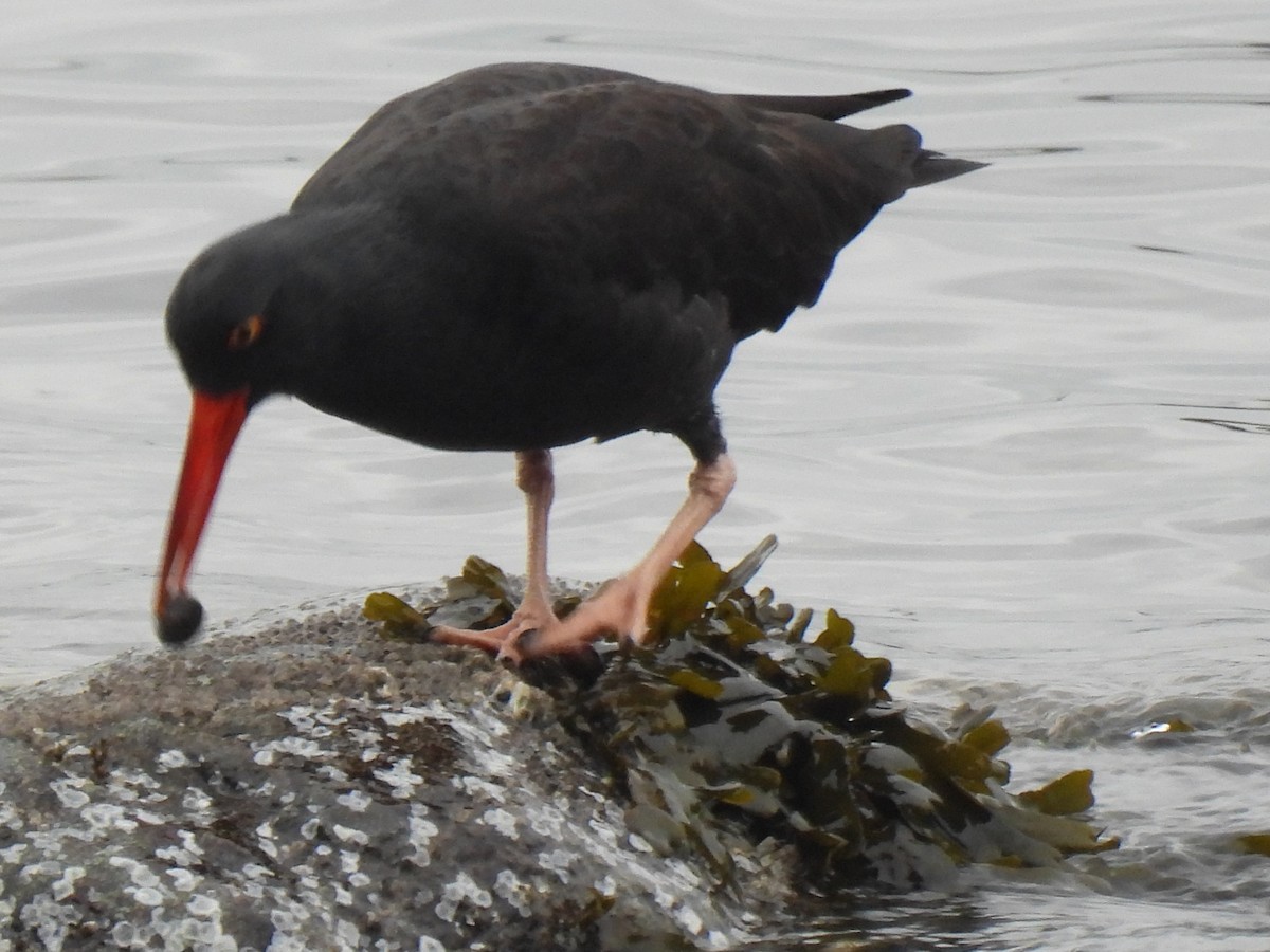 Black Oystercatcher - ML610927908