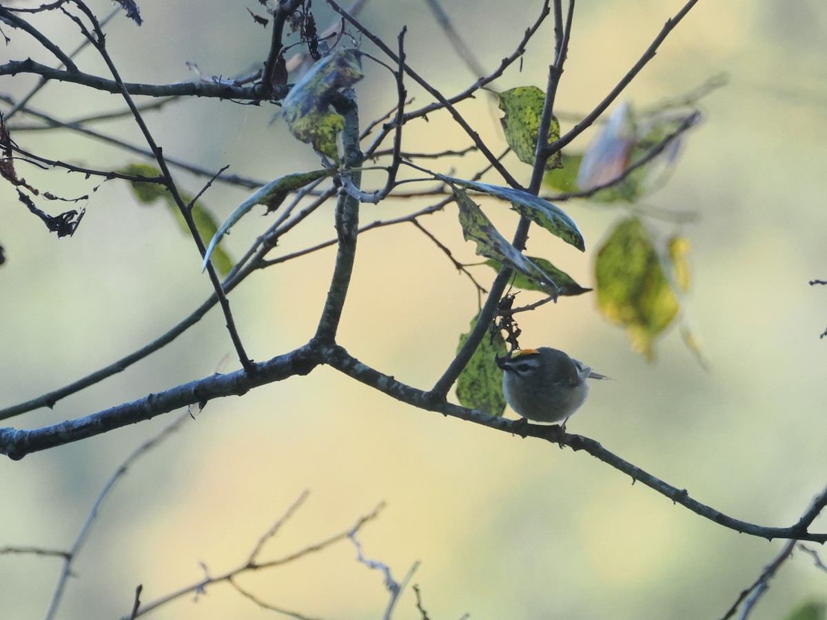 Golden-crowned Kinglet - ML610927911