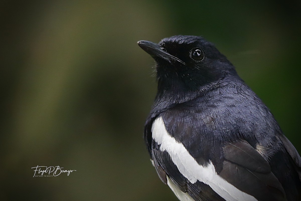 Philippine Magpie-Robin - Floyd Bermejo