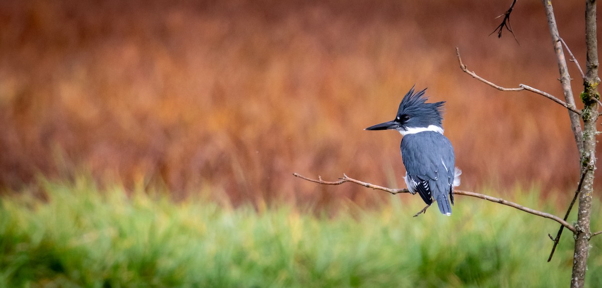 Belted Kingfisher - ML610927948