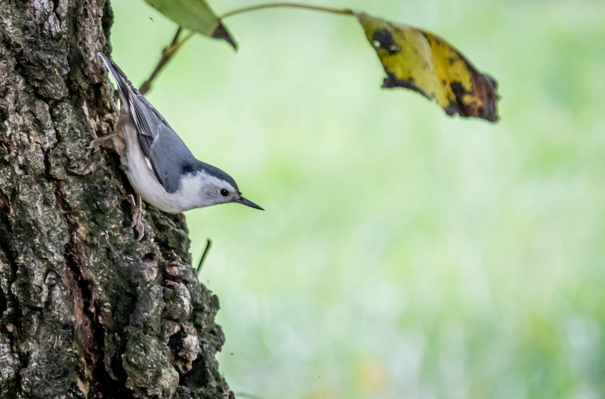 White-breasted Nuthatch - Pat Snyder