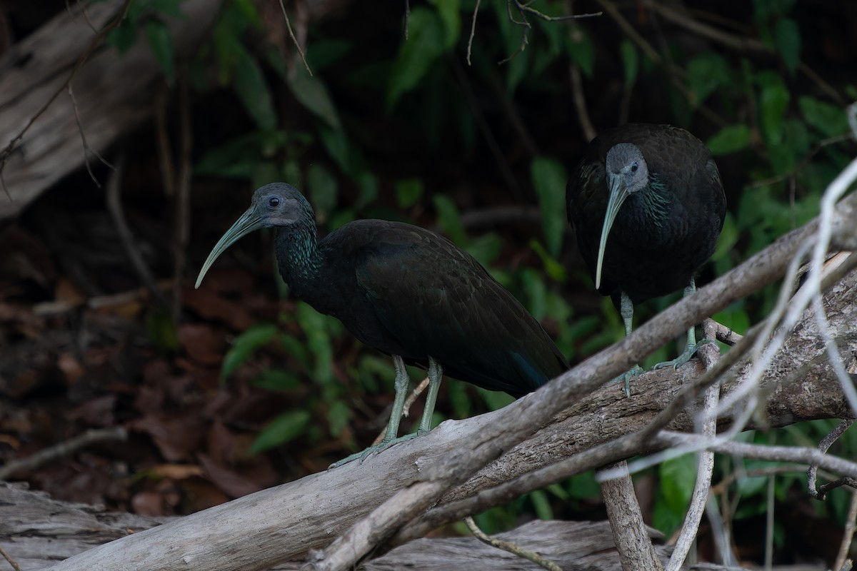 grønnakkeibis - ML610927986