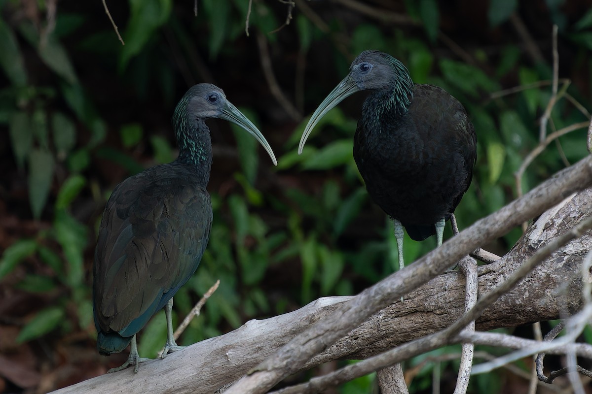 grønnakkeibis - ML610927987