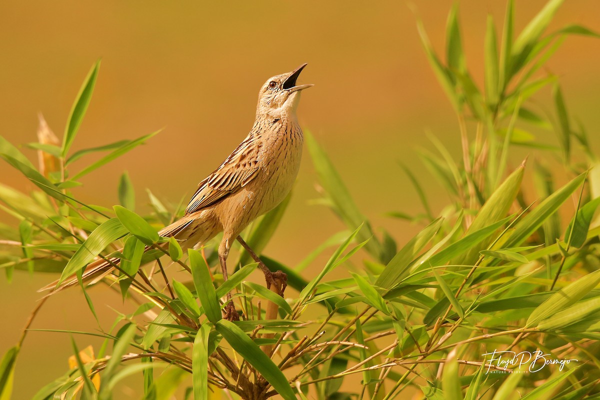 Striated Grassbird - ML610928000