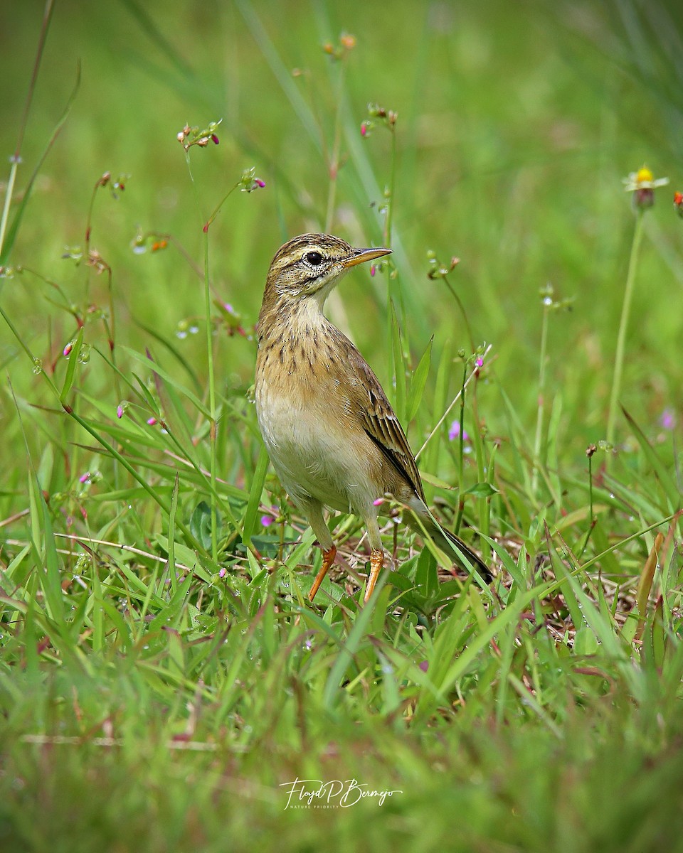 Paddyfield Pipit - ML610928012