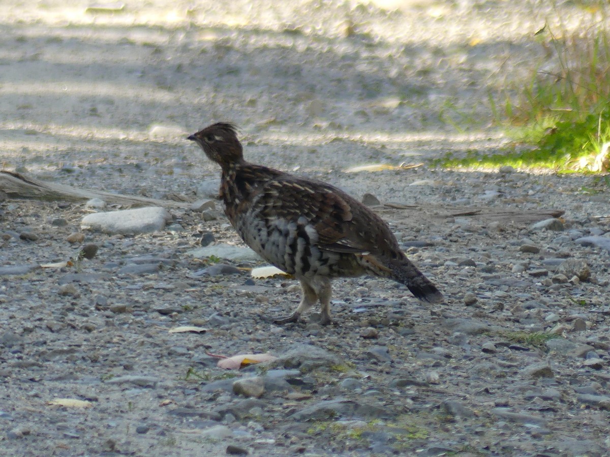 Ruffed Grouse - ML610928014