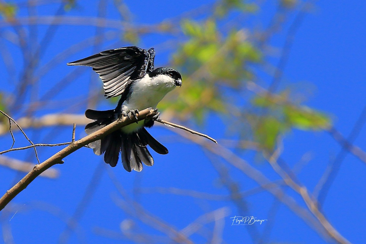 Philippine Falconet - ML610928043