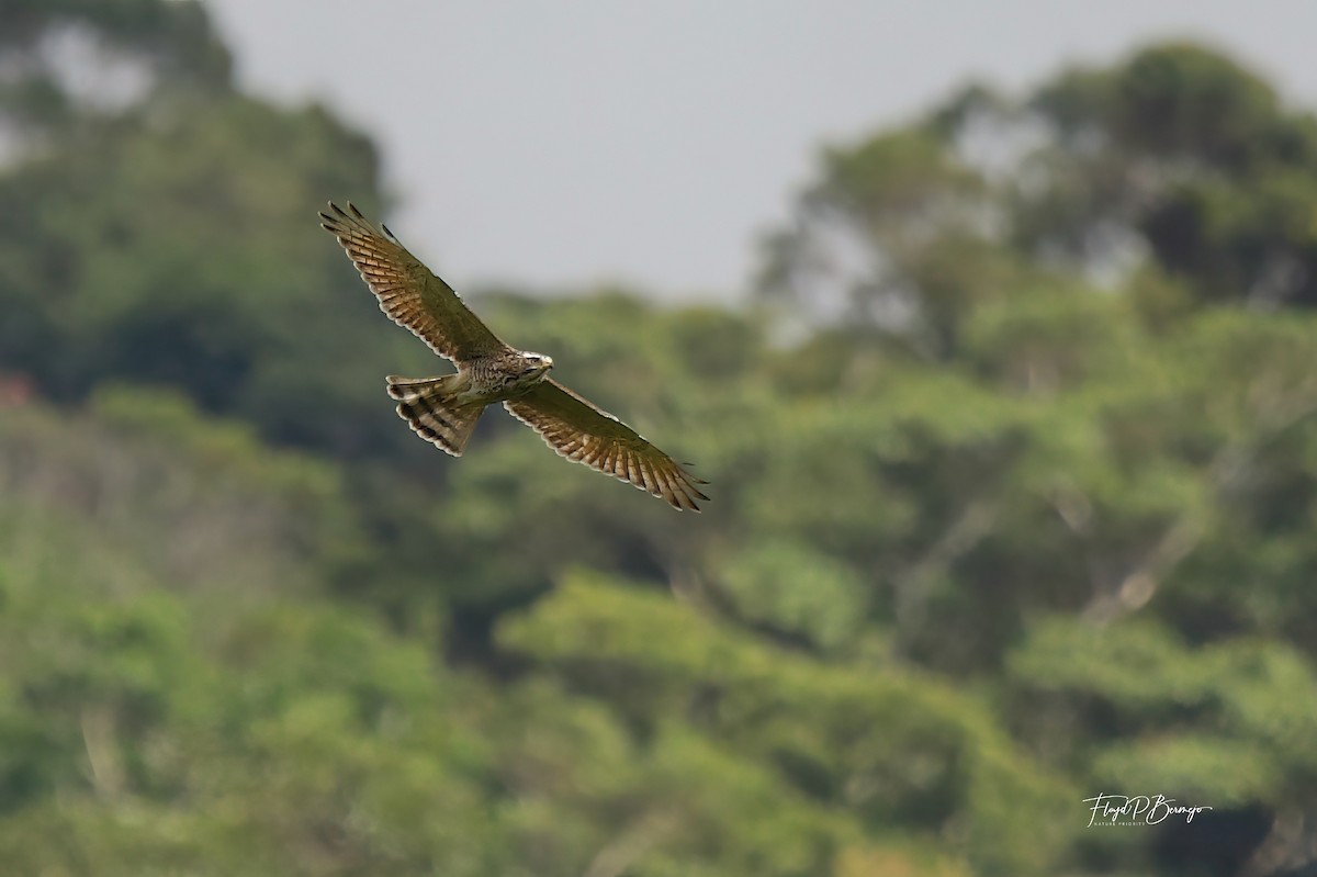 Gray-faced Buzzard - ML610928107