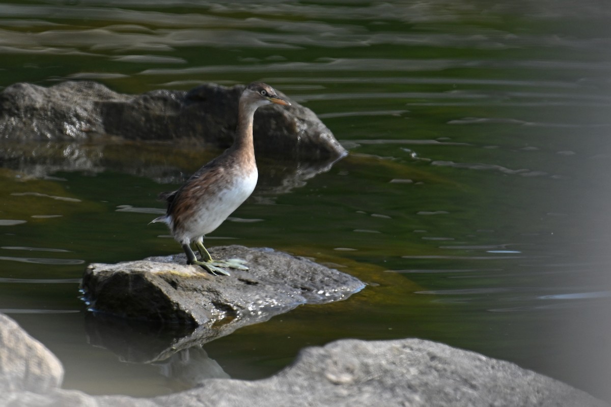 Little Grebe (Little) - ML610928114