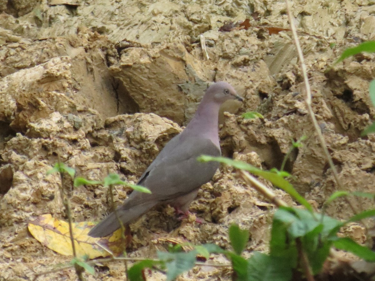 Plumbeous Pigeon - ML610928127