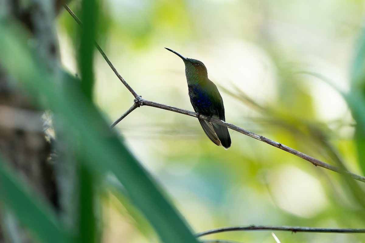 Fork-tailed Woodnymph - Joao Quental JQuental