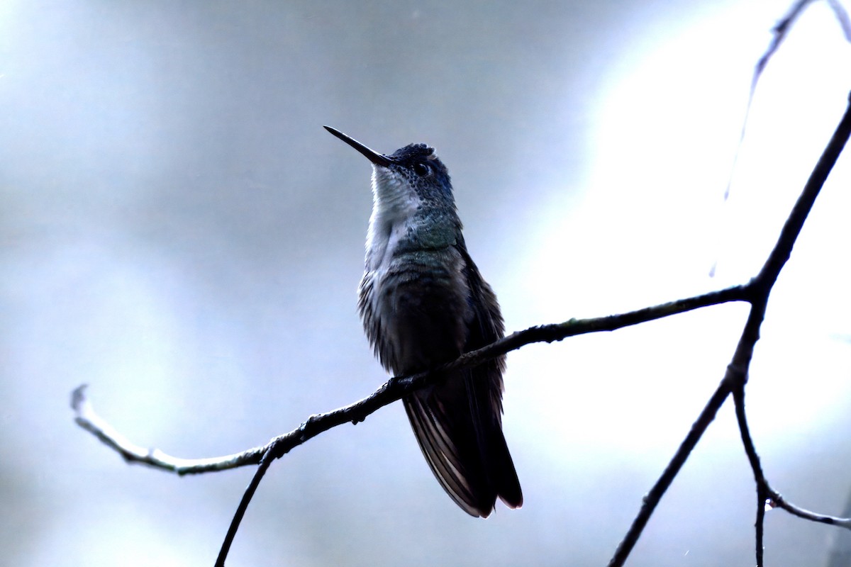 Azure-crowned Hummingbird - ML610928202