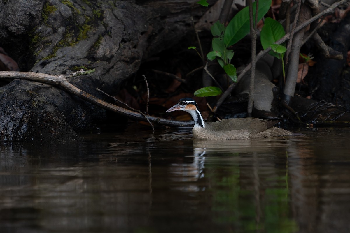 Sungrebe - Joao Quental JQuental