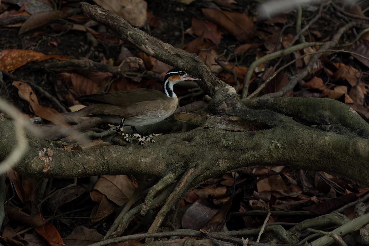 Sungrebe - Joao Quental JQuental