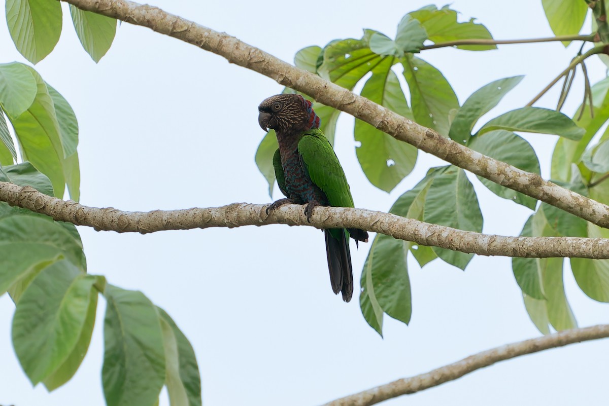 Red-fan Parrot - Joao Quental JQuental