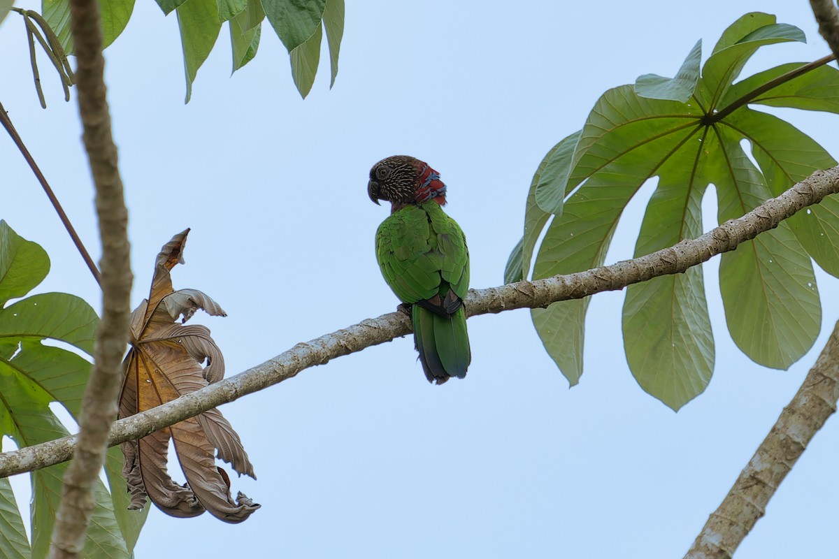 Red-fan Parrot - Joao Quental JQuental