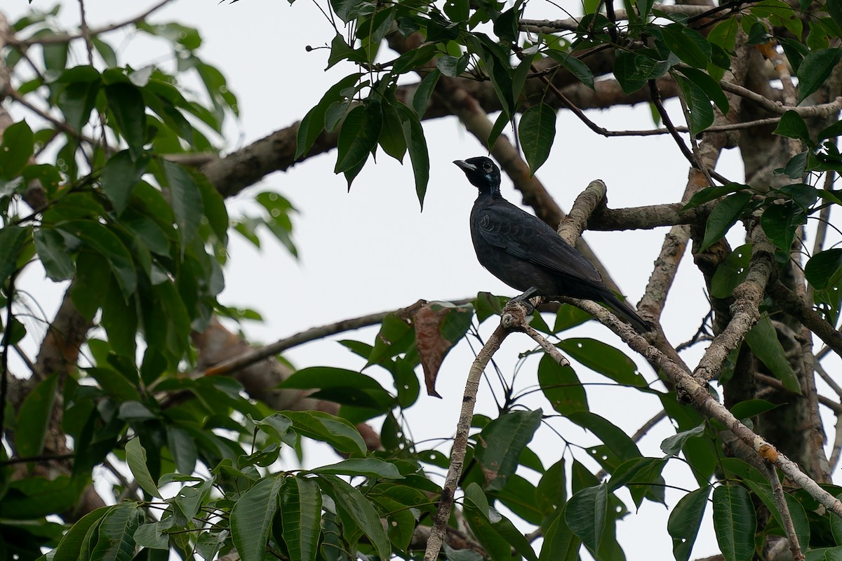 Bare-necked Fruitcrow - Joao Quental JQuental