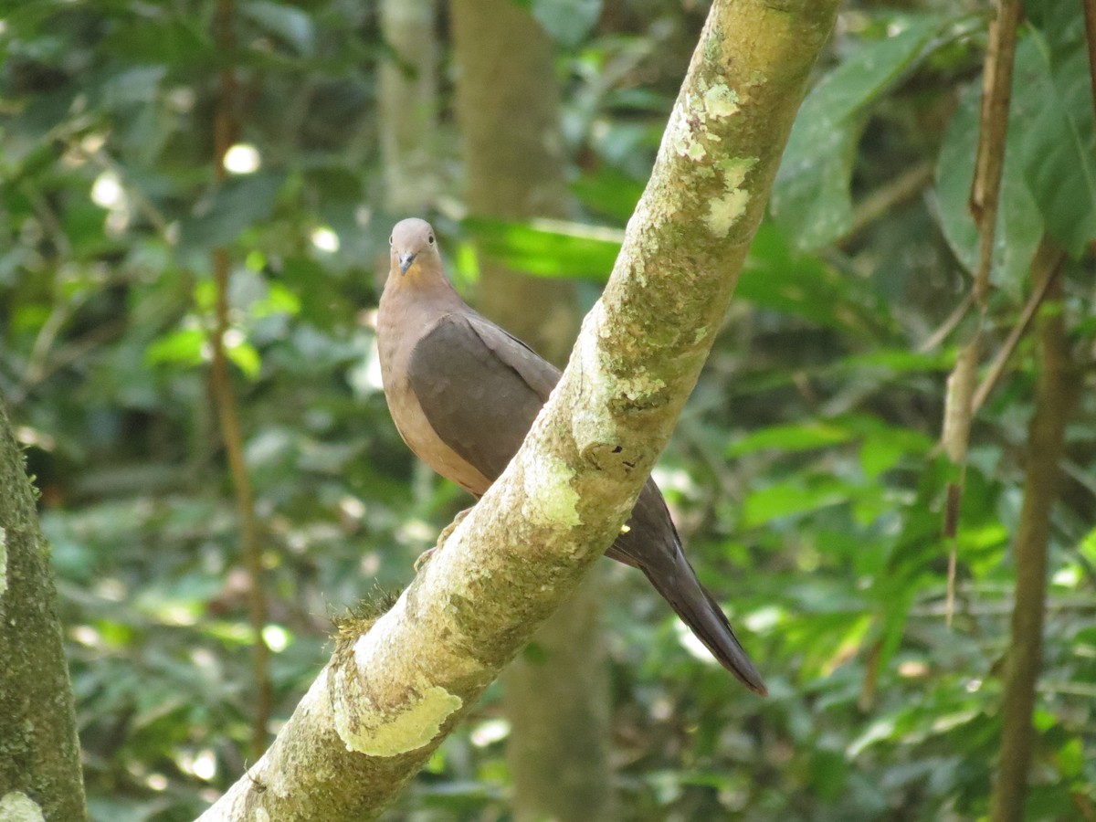 Plumbeous Pigeon - ML610928253