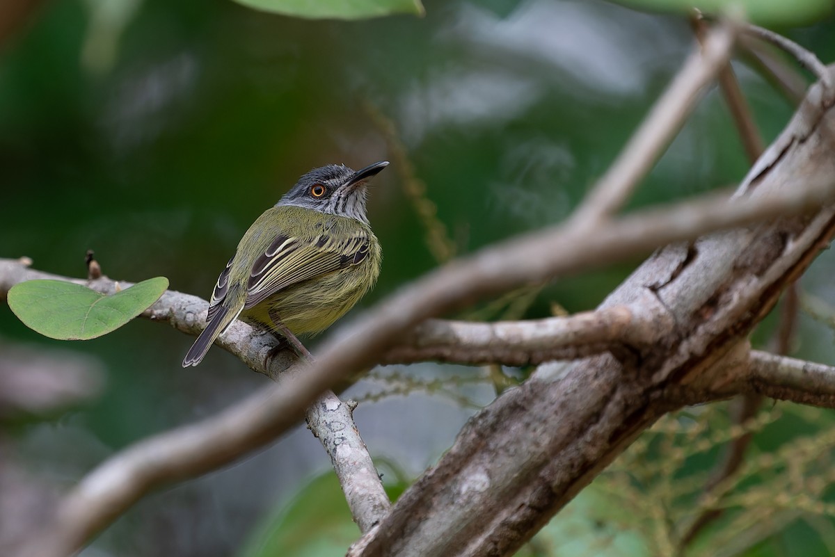 Spotted Tody-Flycatcher - Joao Quental JQuental