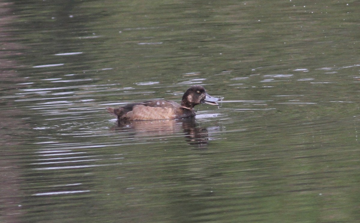 Greater Scaup - Helder Cardoso