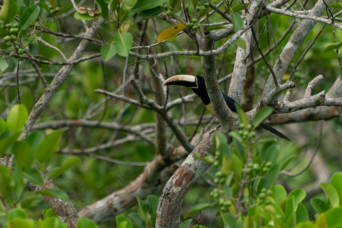 Black-necked Aracari - ML610928343