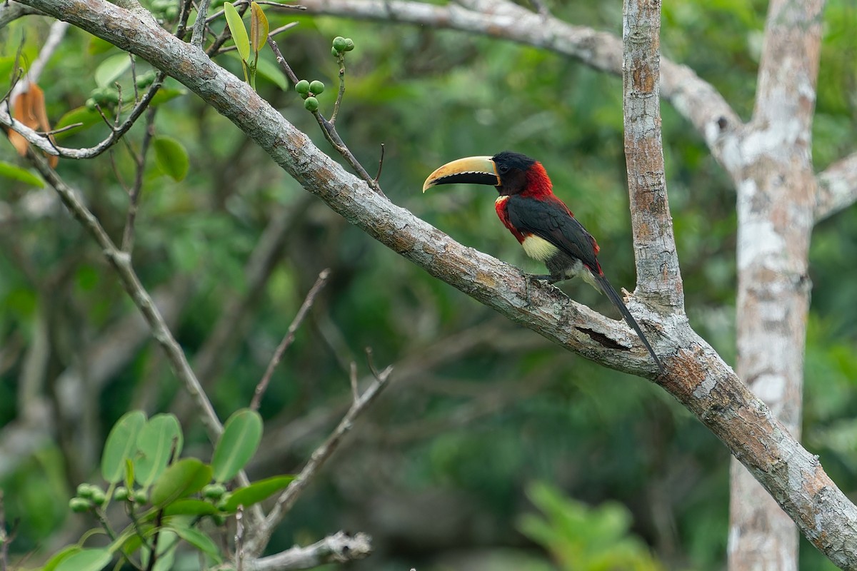 Red-necked Aracari - ML610928359