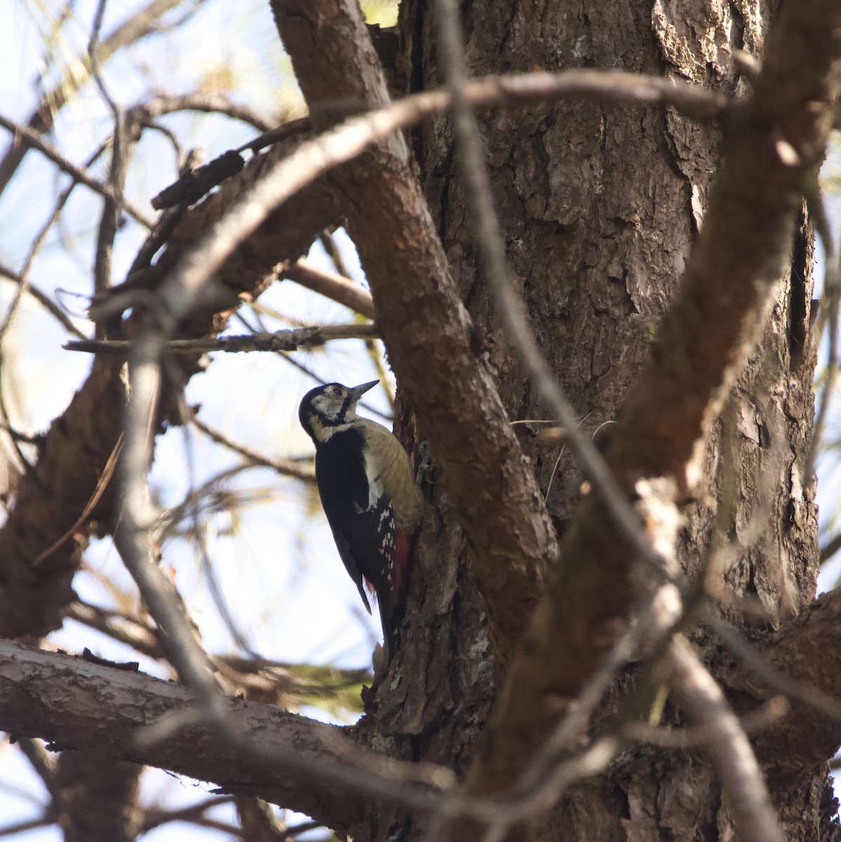 Himalayan Woodpecker - ML610928375