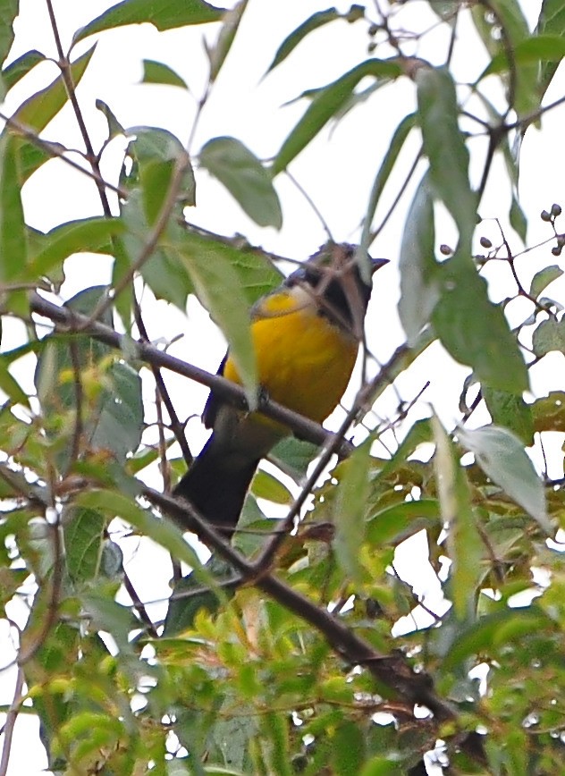 Buff-breasted Mountain Tanager - ML610928391