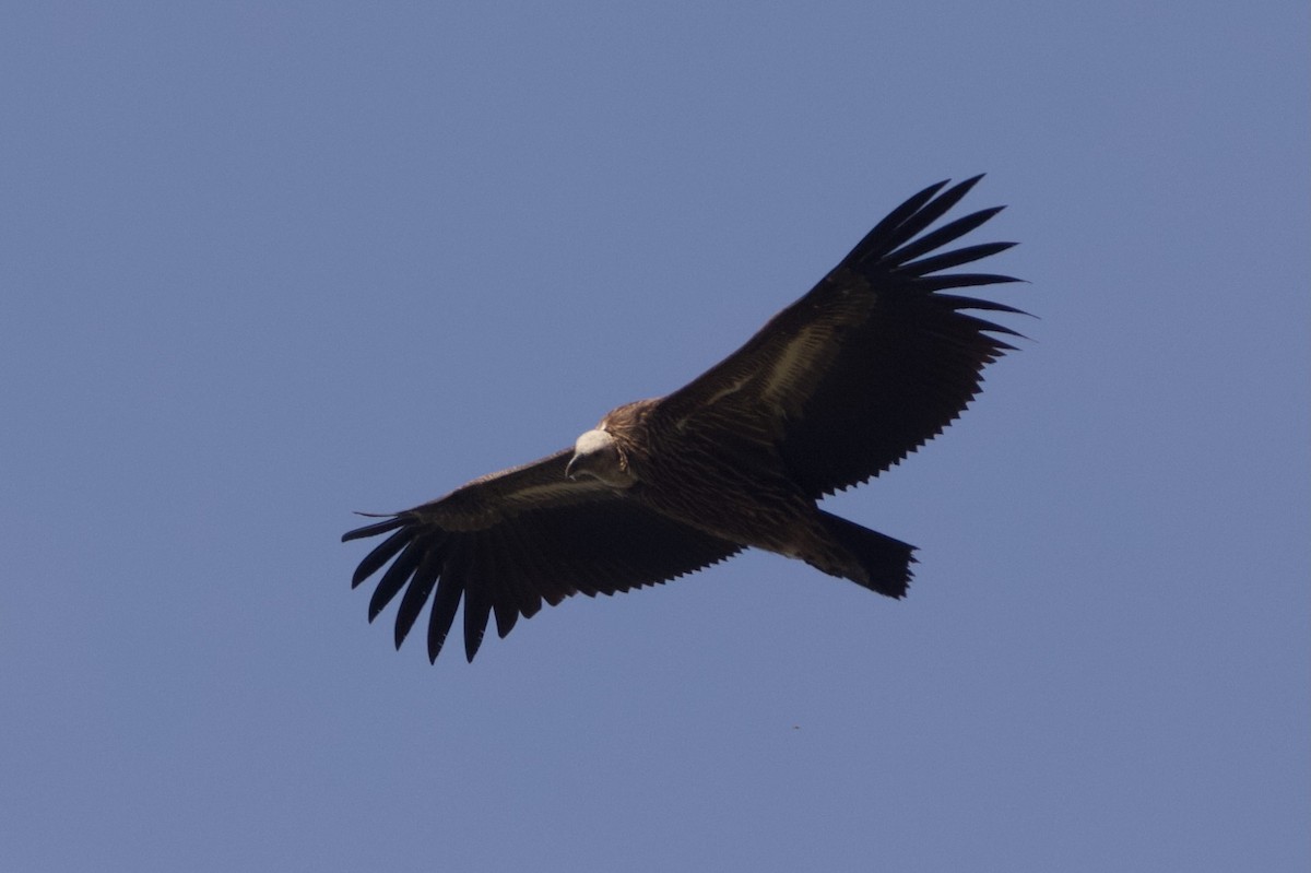 Himalayan Griffon - ML610928431