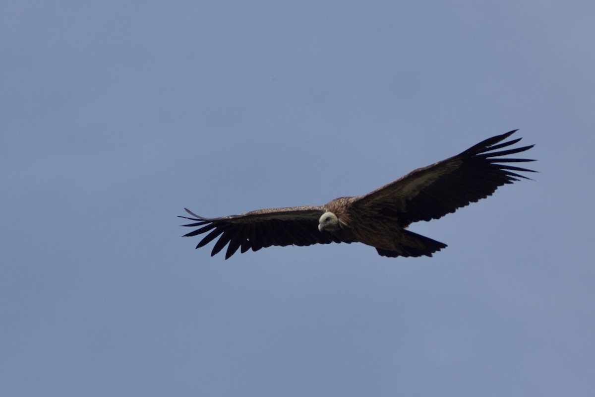 Himalayan Griffon - ML610928441